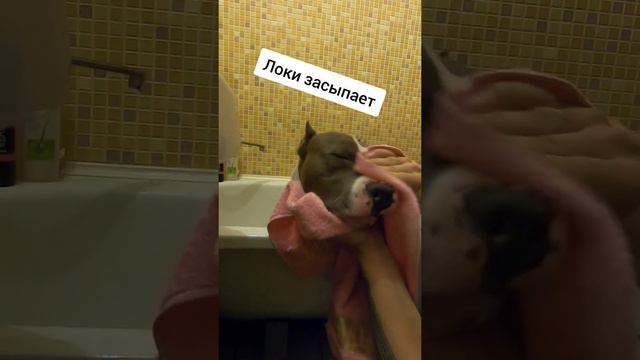 Амстафф 8 месяцев | Гипноз | Amstaff 8 months смотреть онлайн