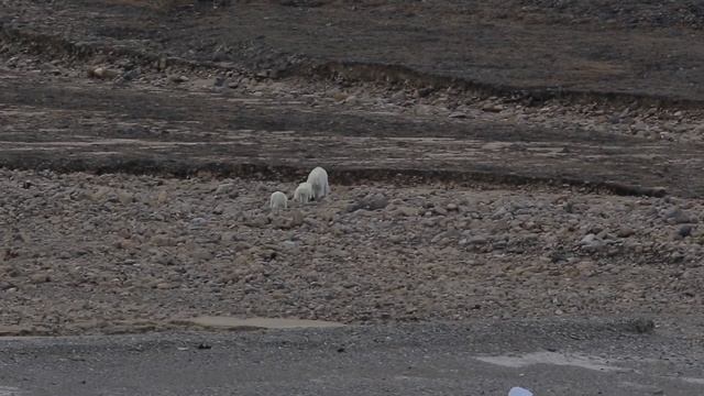 Greenland & Nunavut (Canada)  2017