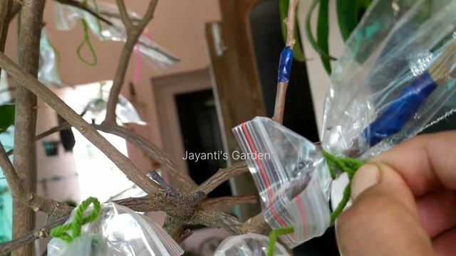 How to Graft Bougainvillea in Easy Steps | 8 Multi Color Grafting смотреть онлайн