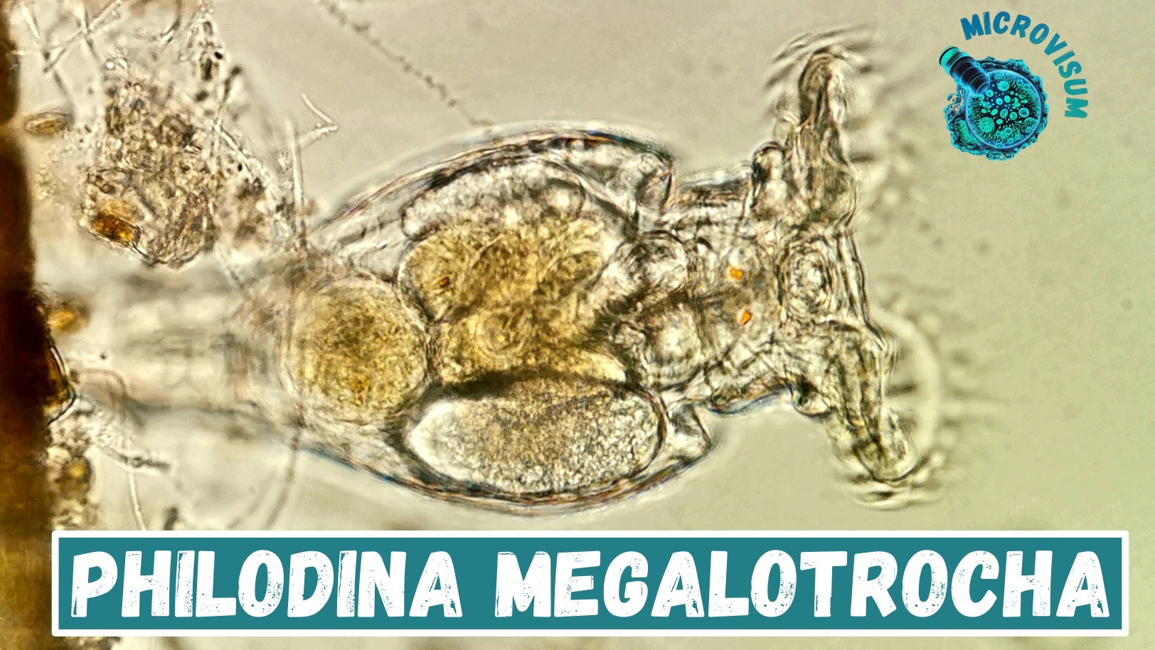 Philodina megalotrocha смотреть онлайн