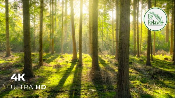 Успокаивающие и расслабляющие звуки природы без музыки