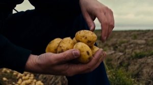 Сорта картофеля Примабелль и Коломба в центральном регионе