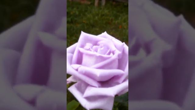 ЭТИ РОЗЫ ТОЛЬКО ДЛЯ ВАС МОИ ПРЕКРАСНЫЕ ПОДПИСЧИКИ !!! ПОСТАВЬ ЛАЙК И ПОДПИШИСЬ !!! смотреть онлайн