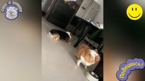 Вражда Двух Корги#2