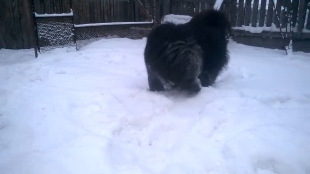 GSHДжаггер Маут