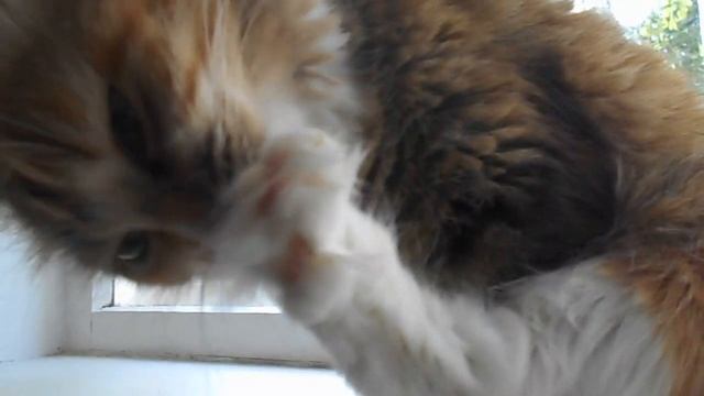 Мохнатые пальчики:) Кошка Подушка. смотреть онлайн