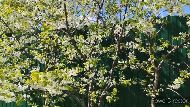 Высадила рассаду помидоров и перцев🍅🫑🌱 смотреть онлайн