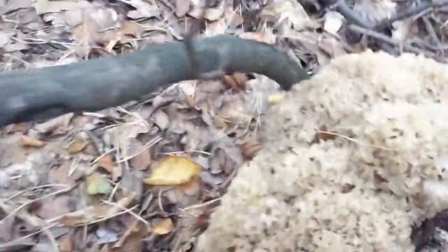 Sparassis crispa mushroom found under a pine tree. смотреть онлайн