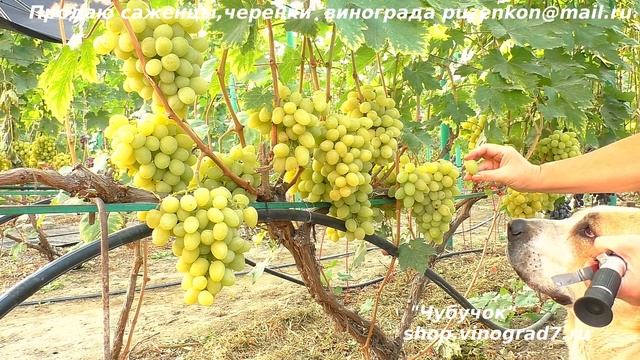 Виноград ВАЛЕК - лидер муската, ранний срок созревания, плотная мякоть, съедаемая кожица (Пузенко) смотреть онлайн