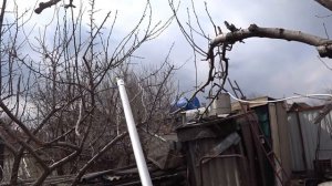 ОБРЕЗКА ТЕРНОСЛИВЫ. как сохранить урожайность