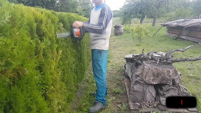 STIHL HSA 56 Akku Maschine test in Hecke Thuja смотреть онлайн