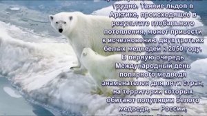 27 февраля - День полярного медведя! История праздника.