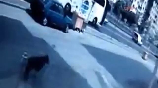 Погиб под колесами убегая от бродячей собаки смотреть онлайн