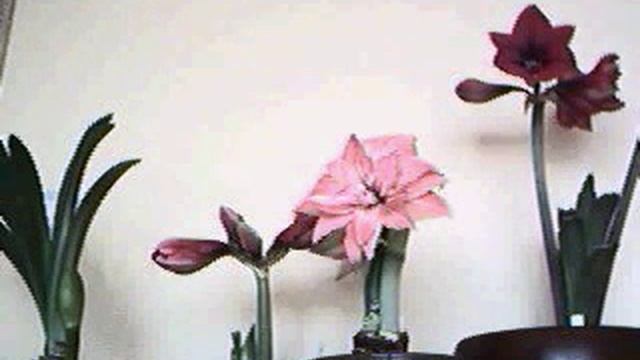 Hippeastrum (amarylis) timelapse смотреть онлайн