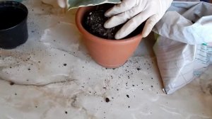 Фикус каучуконосный Тинеке - Популярные комнатные и домашние растения