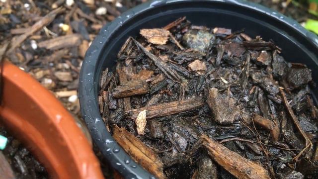 How to grow Wattles (Acacia) from seed with results (8+ months of updates) смотреть онлайн