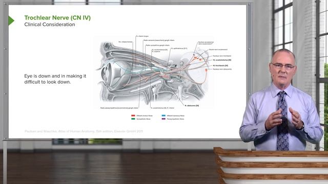 01.05 Cranial Nerve IV Trochlear Nerve
