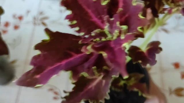 Семенные колеусы. Сорта, которые растут у меня в доме. Сравнение с сортами вегетативных колеусов.