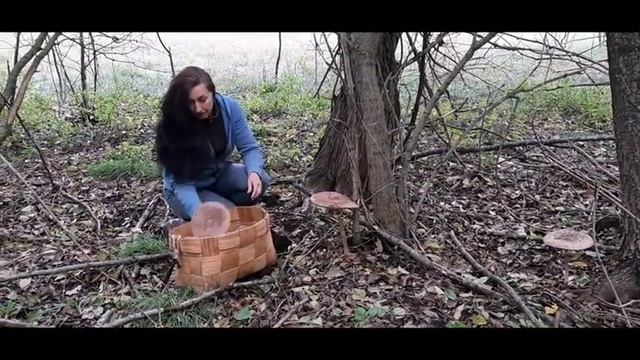 Гриб-парасолька. смотреть онлайн