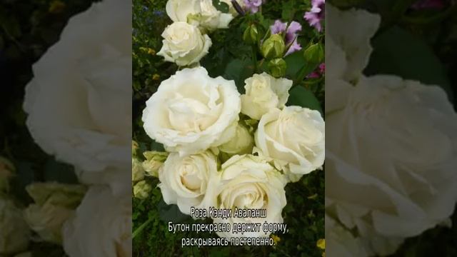 Роза Аваланж смотреть онлайн