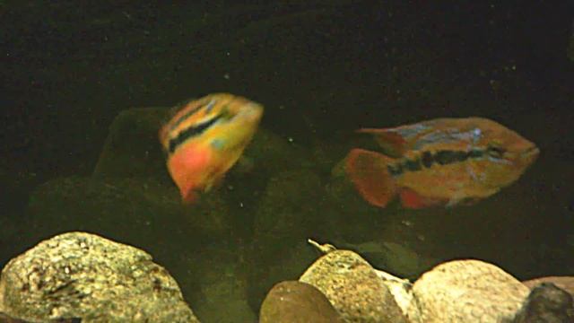 Cichlasoma Salvini - pair смотреть онлайн