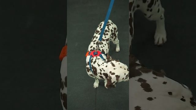 Шлейка для собак "Легко Надеть" с защитным механизмом от перекручивания. Размер L смотреть онлайн