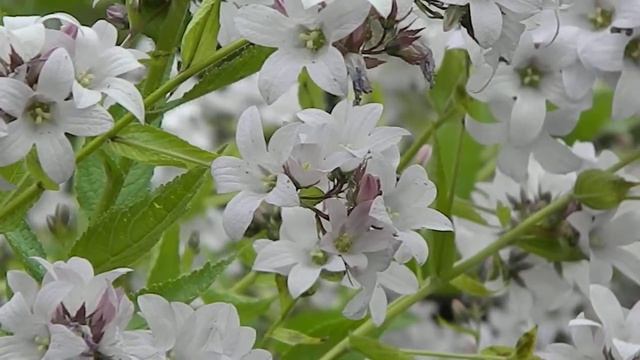 Campanula lactiflora Loddon Anna смотреть онлайн