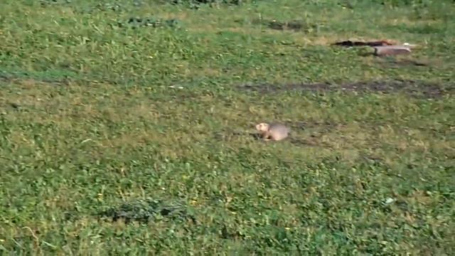 Поездка на Голубое Озеро [суслик] смотреть онлайн