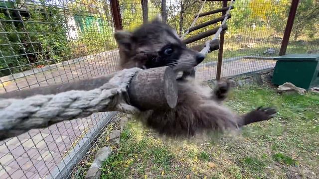 Утренняя разминка для ЕНОТА ШУРИКА что пыль для моряка! смотреть онлайн