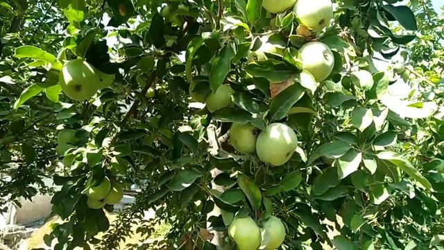 сбор яблоки семеренко. Олма хосилини териш смотреть онлайн