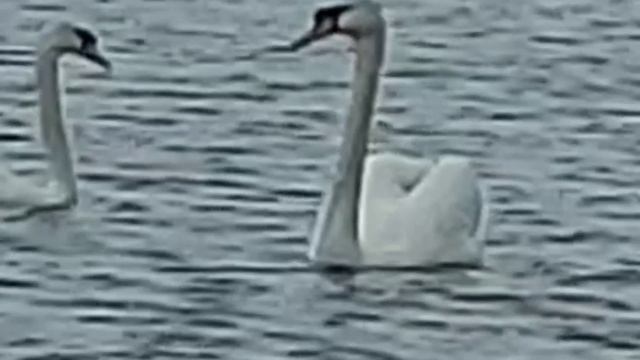 Рыбалка супер...давно такого не было смотреть онлайн