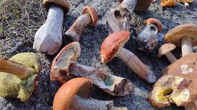 🇸🇪На море по грибы, август 2023🍄🍀🍄 смотреть онлайн