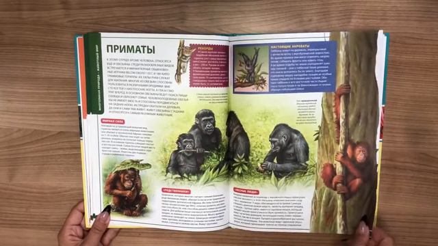Детская энциклопедия для маленьких всезнаек смотреть онлайн