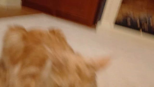 Кот Тихон прячет под себя лапки смотреть онлайн