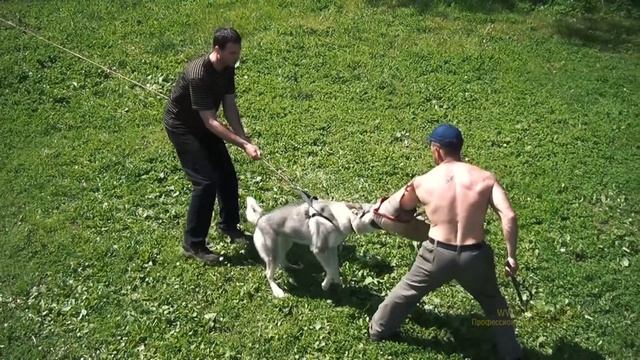 Атака собаки на резинке | Дрессировка чехословацкого влчака смотреть онлайн