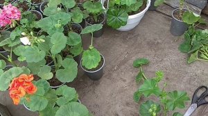 Прищипка, формирование ГЕРАНИ / ПЕЛАРГОНИИ