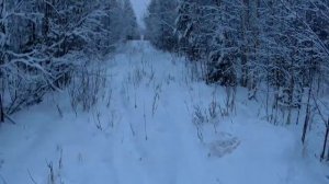 Тест бюджетного варианта камуса для моих охотничьих лыж на охоте!