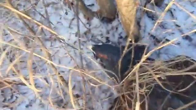 Глухарь подранок смотреть онлайн