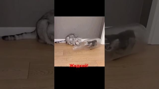 Очередное доказательство того, что котики - это жидкость! смотреть онлайн