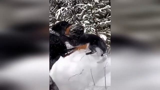 Дружба чёрной пантеры с ротвейлером смотреть онлайн