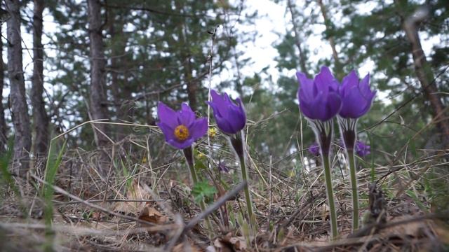 Весна на Хвалынских просторах, 01.05.21 г. Автор ролика Меркулова Наталья смотреть онлайн