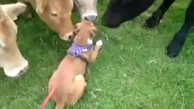 Щенок и стадо коров смотреть онлайн