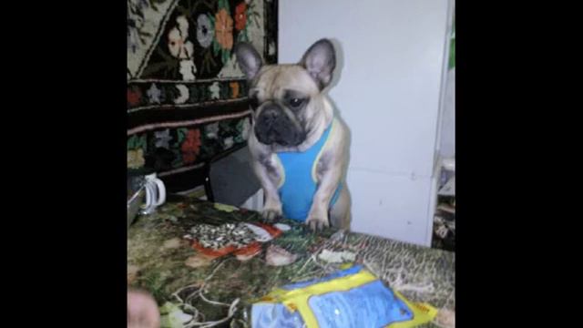 Французский бульдог Бонечка смотреть онлайн