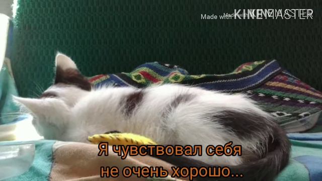 Коть Юлий смотреть онлайн