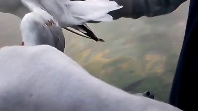 Рыбаки ловили рыбу, а поймали...Часть 2 смотреть онлайн