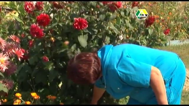 Георгины украсят сад любого стиля смотреть онлайн