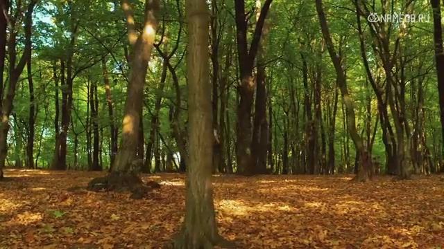 Как злятся знаки Зодиака. Невероятно точное описание смотреть онлайн