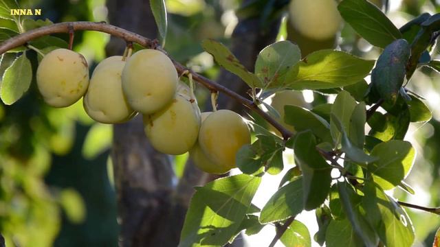 Оливковое масло против старения организма человека. #оливки #оливковоемасло смотреть онлайн