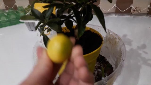 Покупка лимона , и прошу совета ! смотреть онлайн