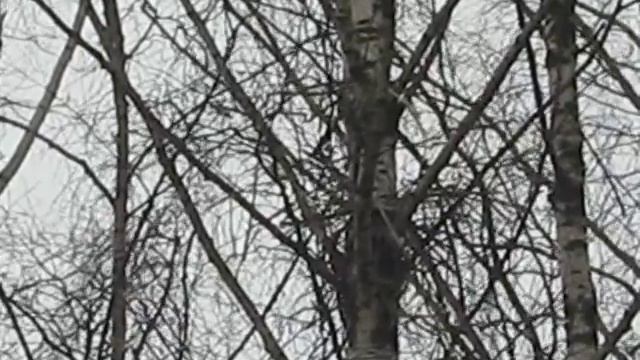 вороны вьют гнездо.AVI смотреть онлайн